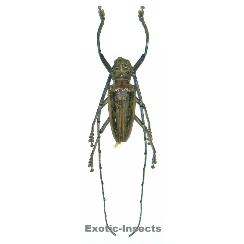 Batocera wallacei proserpina (60-64mm)