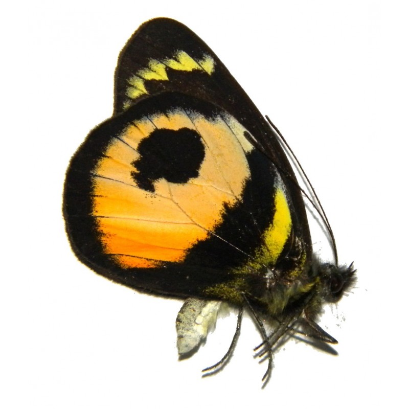 Delias albertisi albertisi