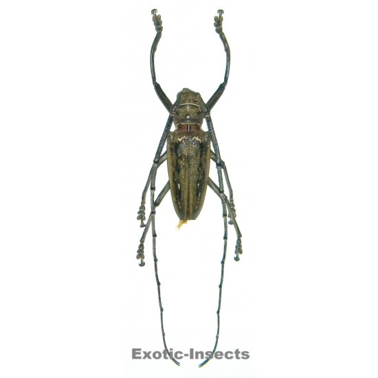 Batocera wallacei proserpina (60-64mm)