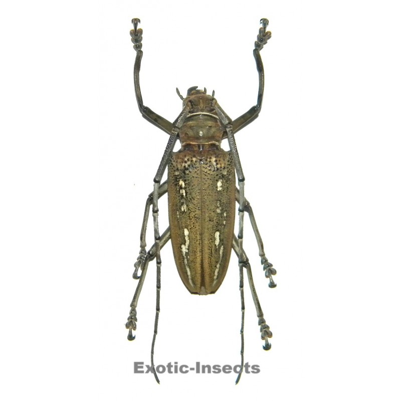 Batocera wallacei proserpina (65-69mm)
