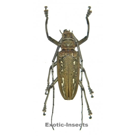 Batocera wallacei proserpina (65-69mm)