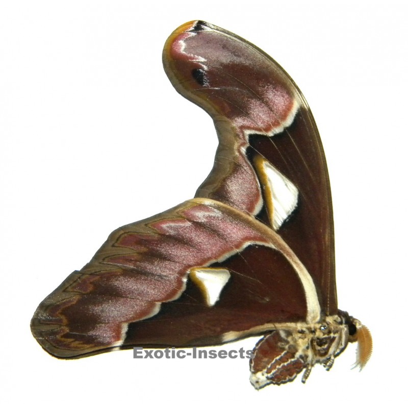 Archaeoattacus staudingeri