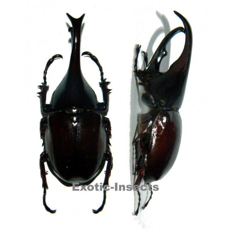 Xylotrupes gideon gideon (60-69mm)