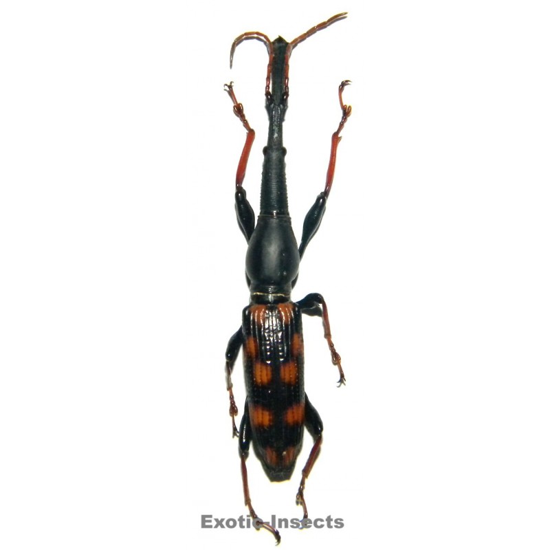 Eutrachelus temminckii (60-64mm)