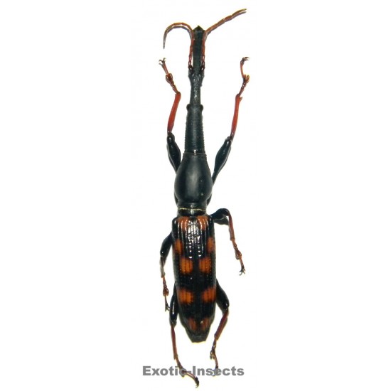 Eutrachelus temminckii (60-64mm)