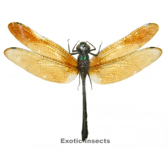 Zygonyx ida  BROWN FORM