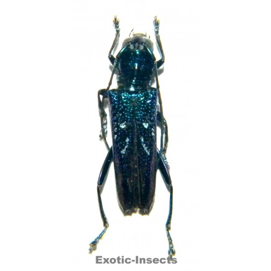 Glenea iridescens