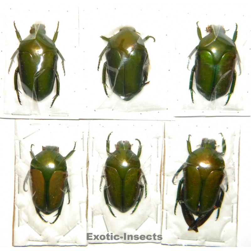 Cetoniinae mix 02  Set of 6