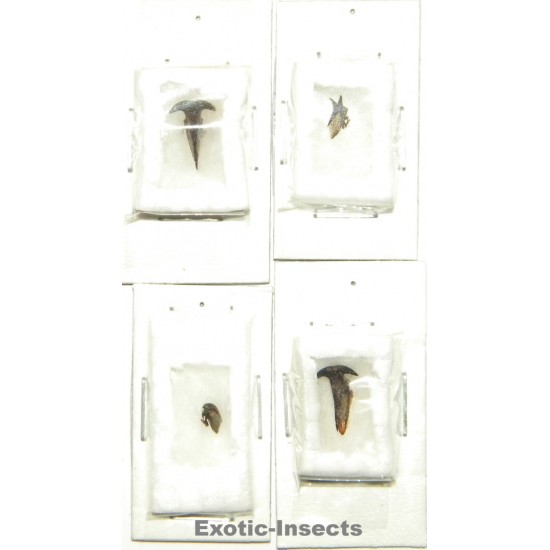 Membracidae mix 01  Set of 4