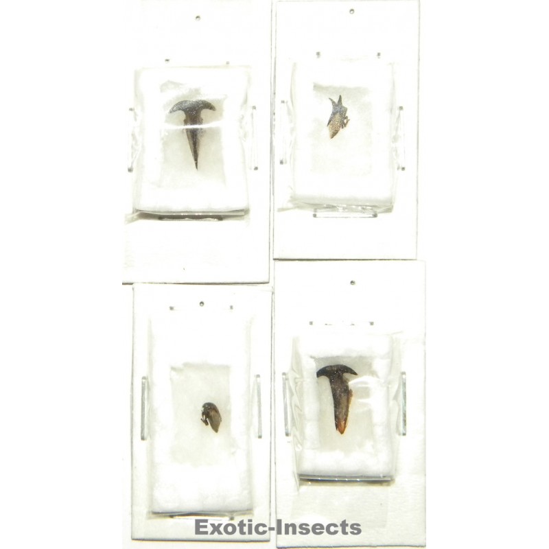 Membracidae mix 01  Set of 4