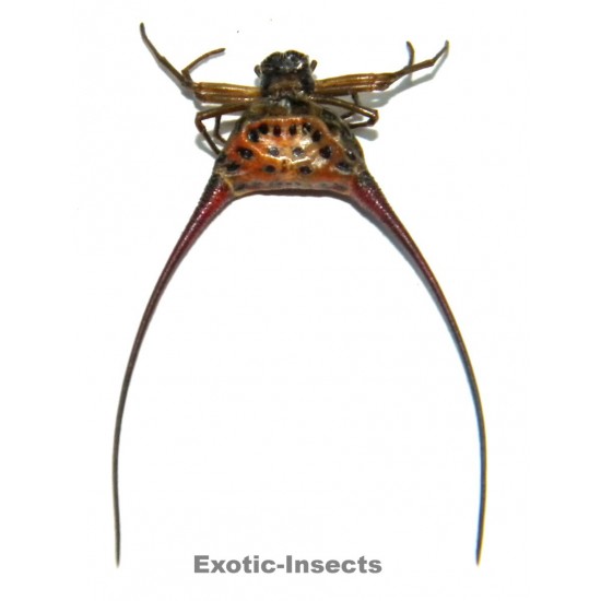 Gasteracantha arcuata