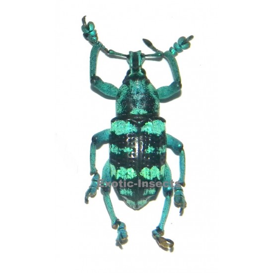Eupholus linnei
