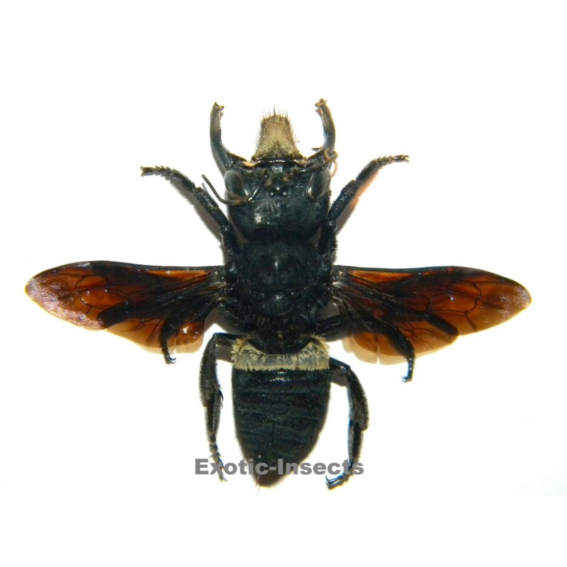 Megachile pluto (45mm)  SPECIMEN 1