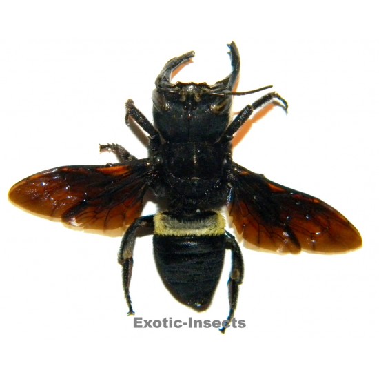 Megachile pluto (42mm)...