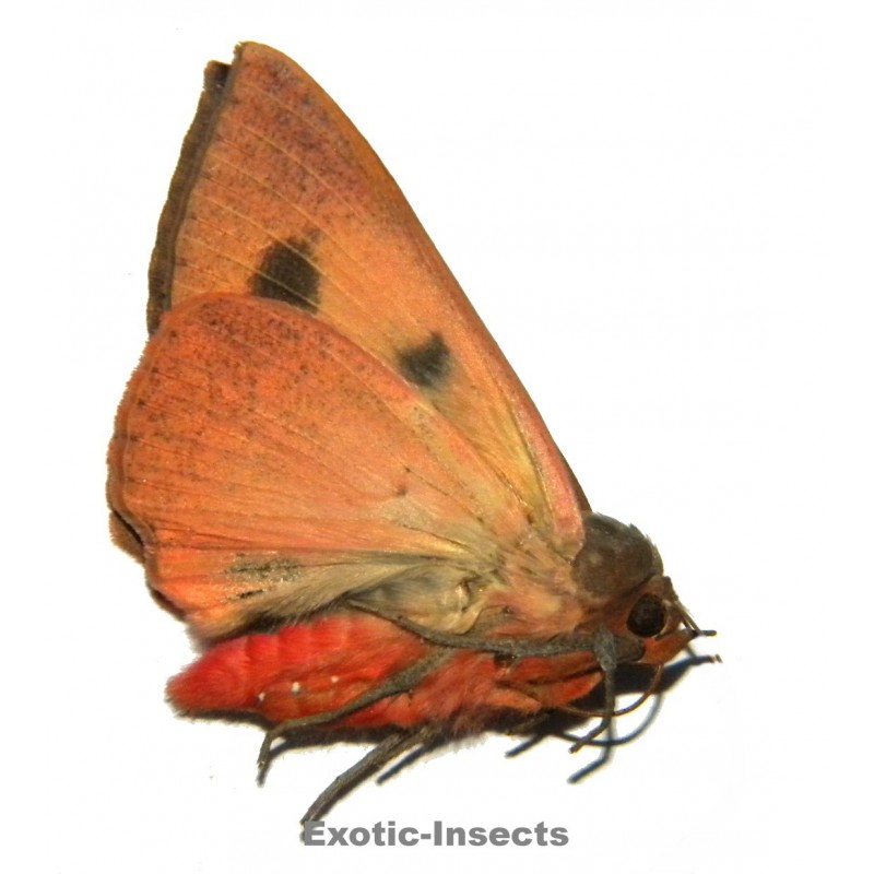 Thyas juno