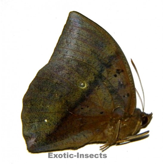 Discophora necho necho