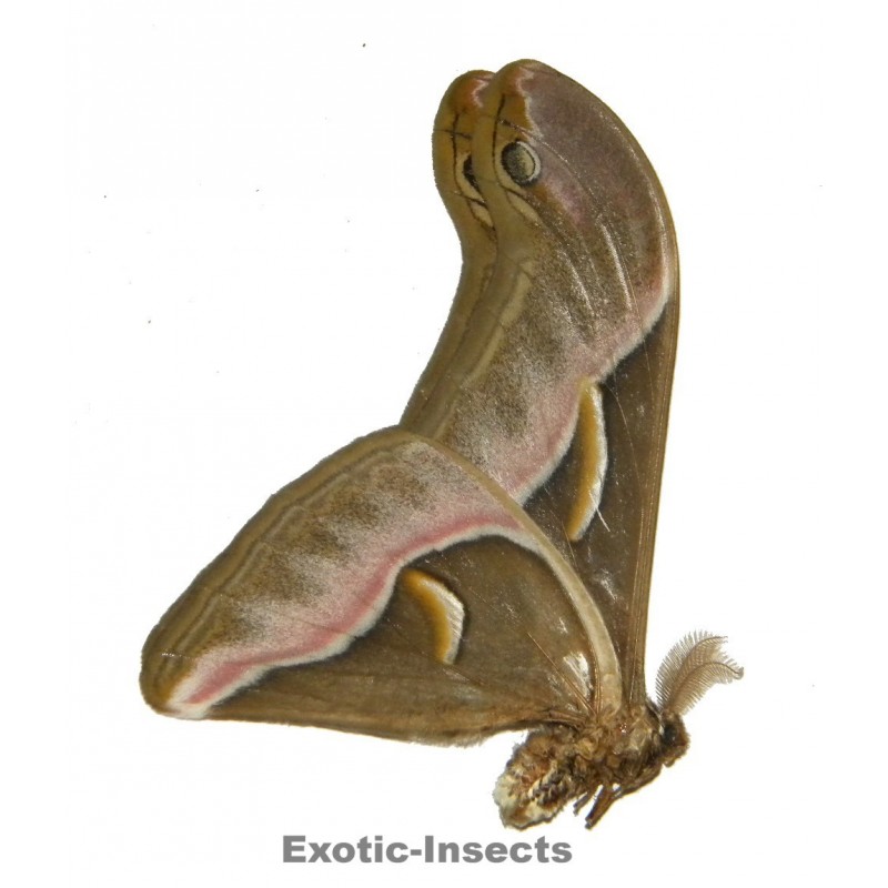 Samia insularis