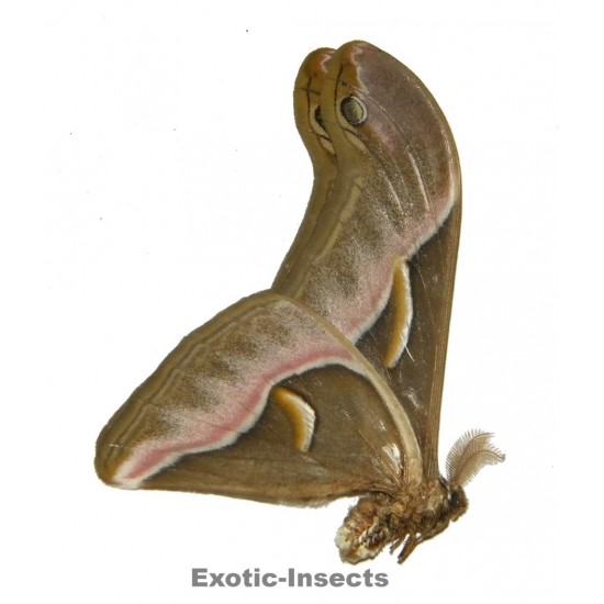 Samia insularis
