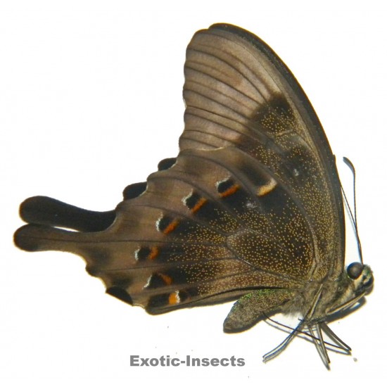 Papilio peranthus fannius