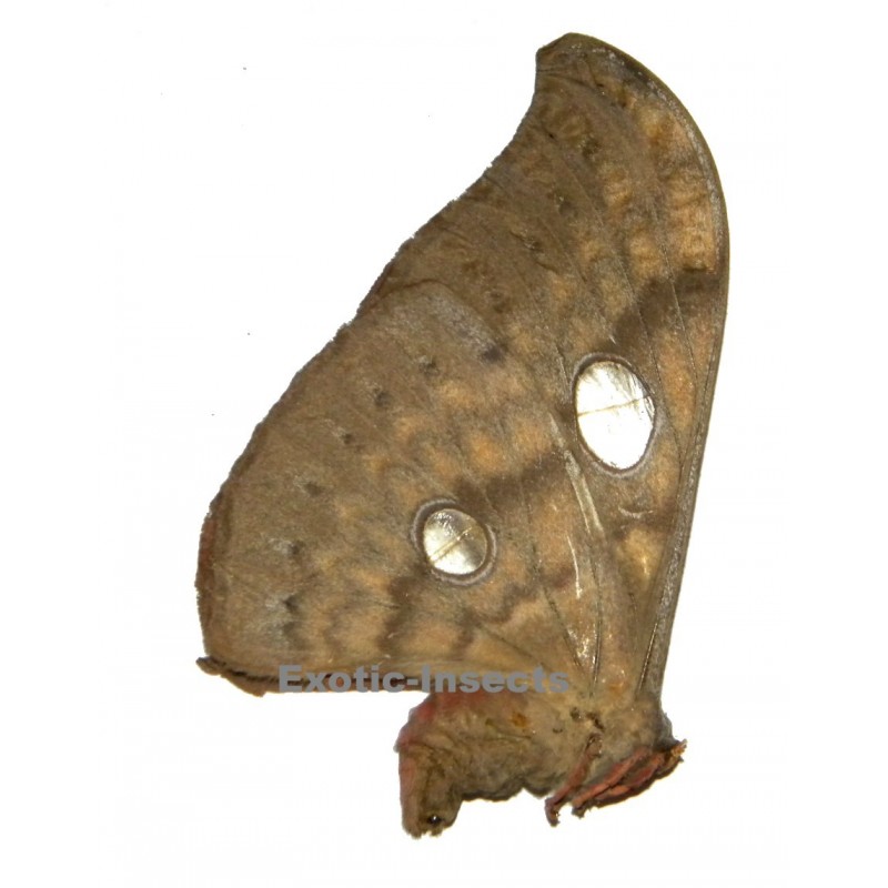 Antheraea larissa