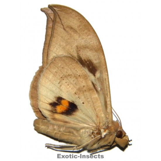 Phyllodes eyndhovii