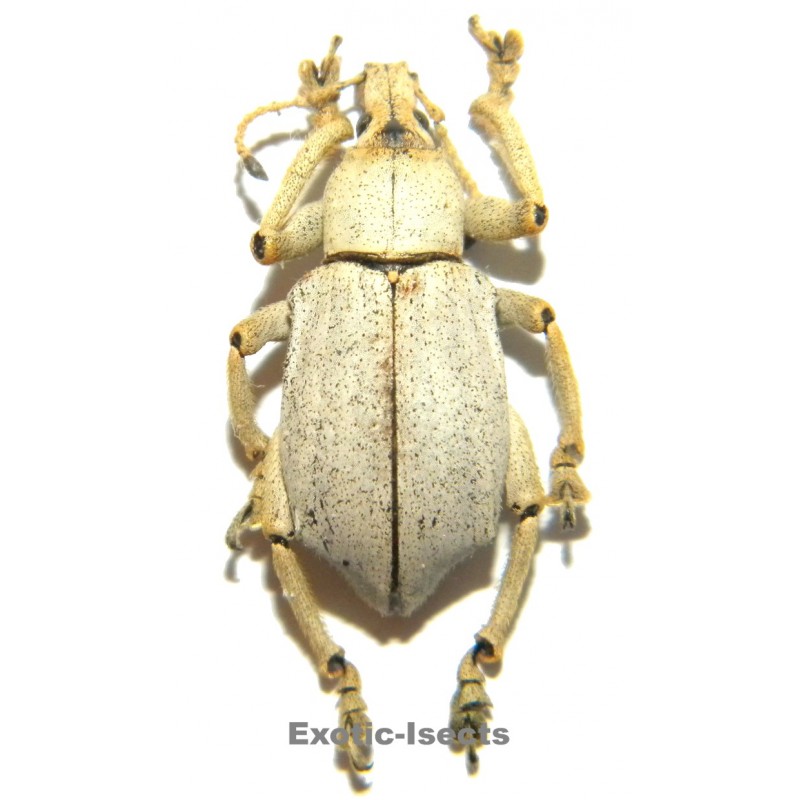 Eupholus bruyni PALE FORM SPECIMEN 06