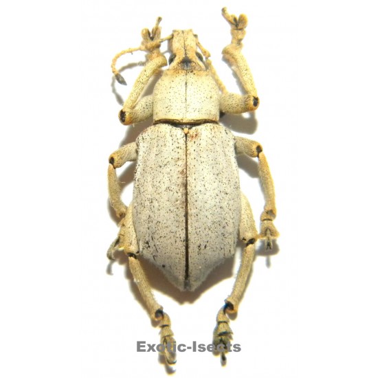 Eupholus bruyni PALE FORM SPECIMEN 06