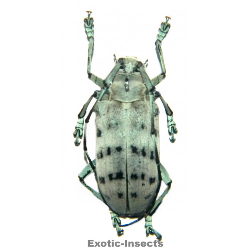 Pseudomyagrus waterhousei