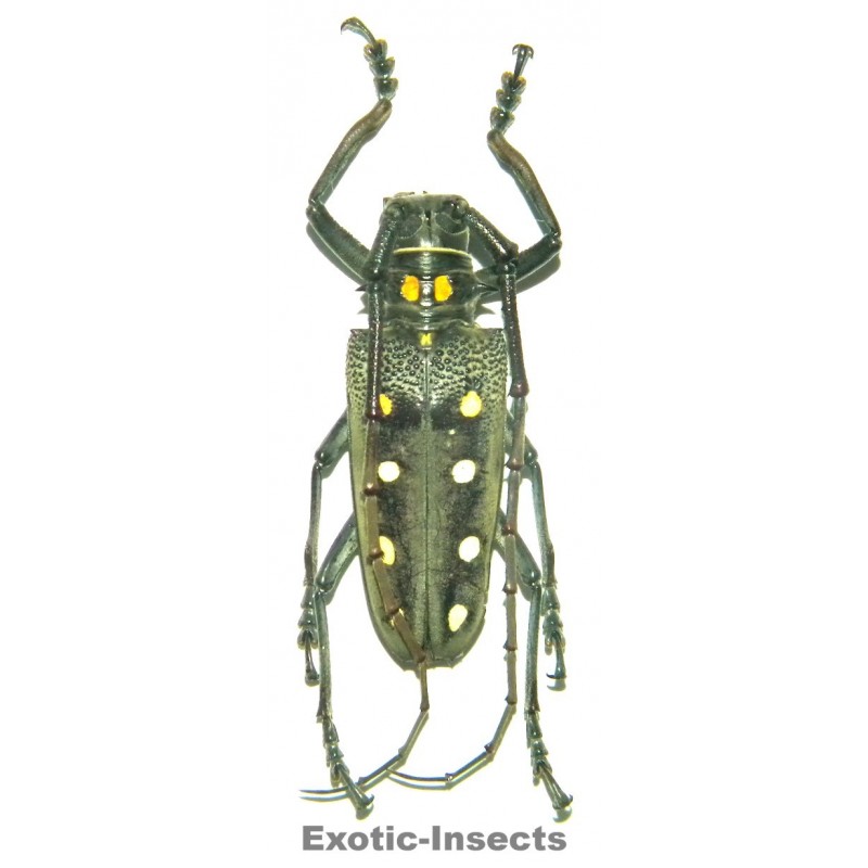 Batocera parryi (40-44mm)