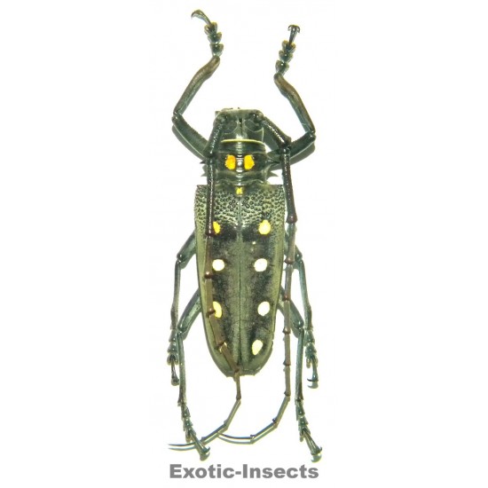 Batocera parryi (40-44mm)