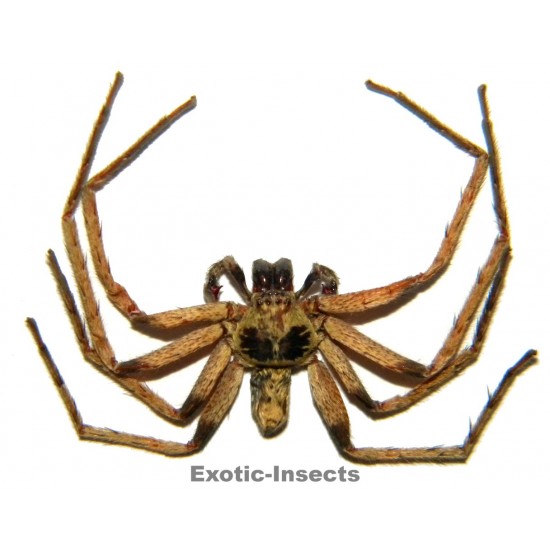 Arachnida sp.24