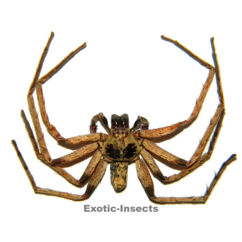 Arachnida sp.24