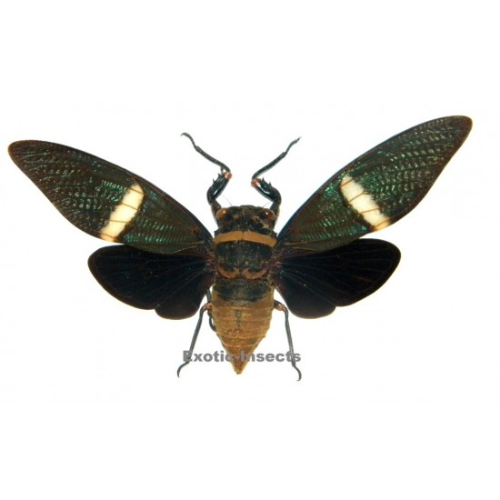 Tosena albata