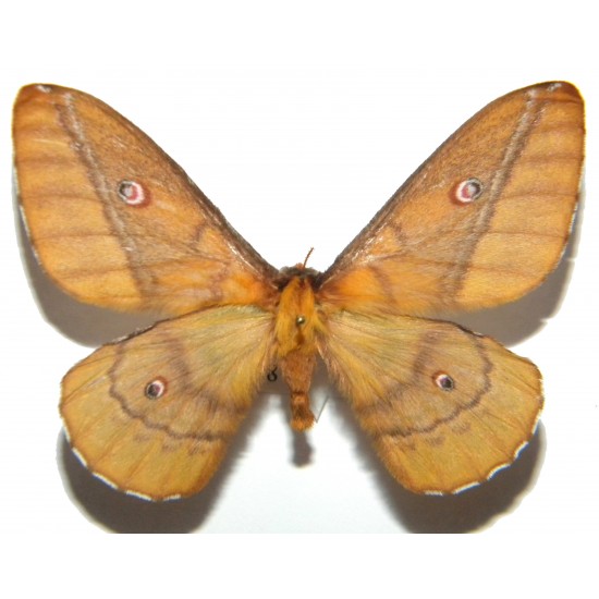 Neodiphthera siriae (TOPOTYPE)