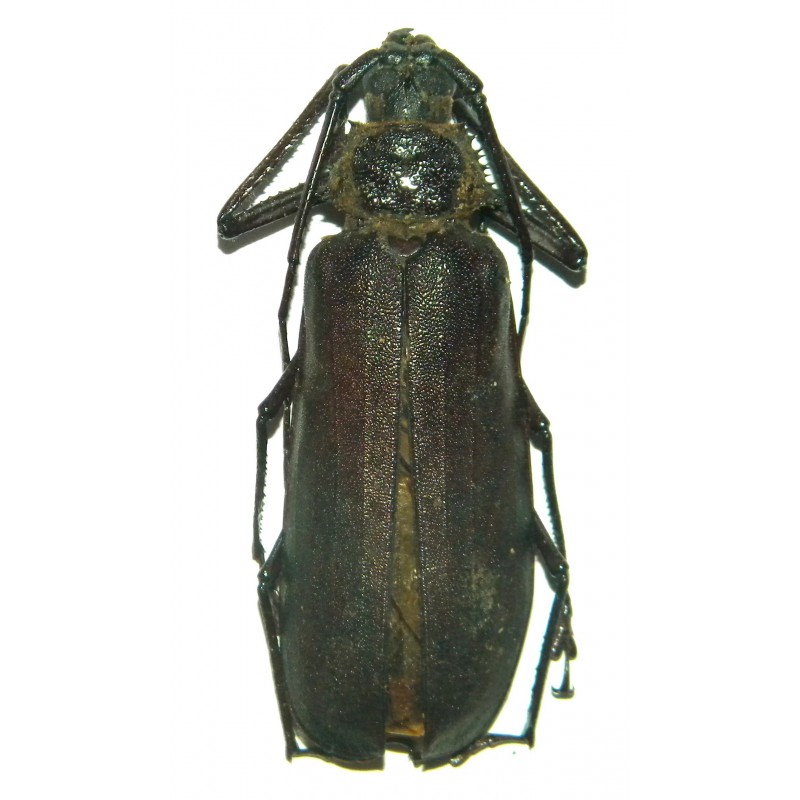 Rugosophysis frater (40-44mm)