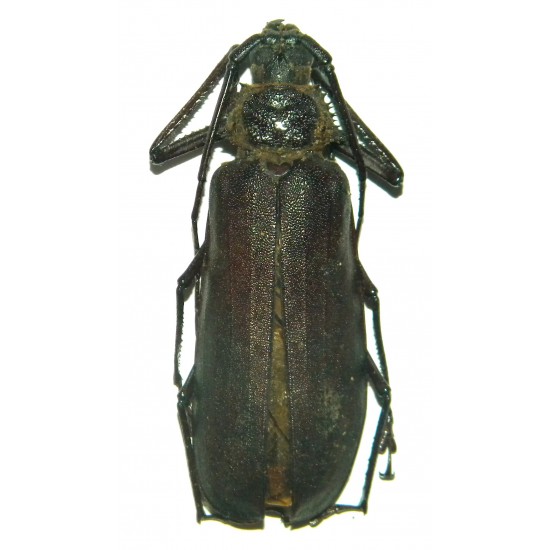 Rugosophysis frater (Nus Kalbur)