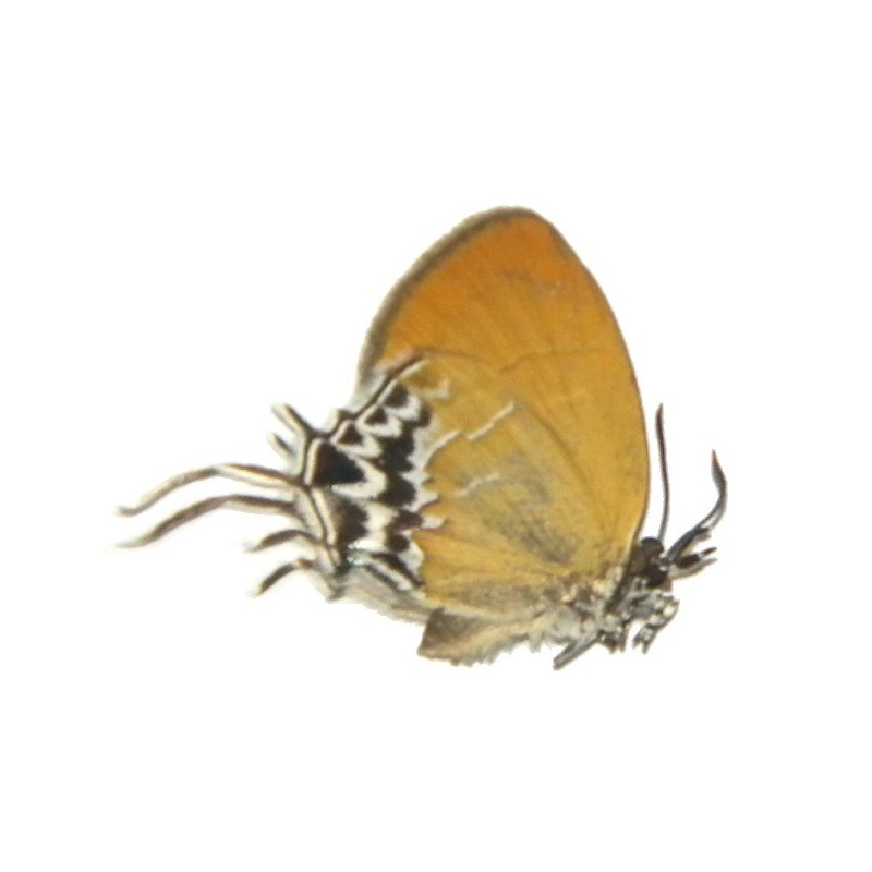 Drupadia cinderella