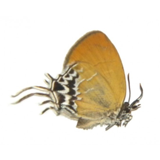 Drupadia cinderella