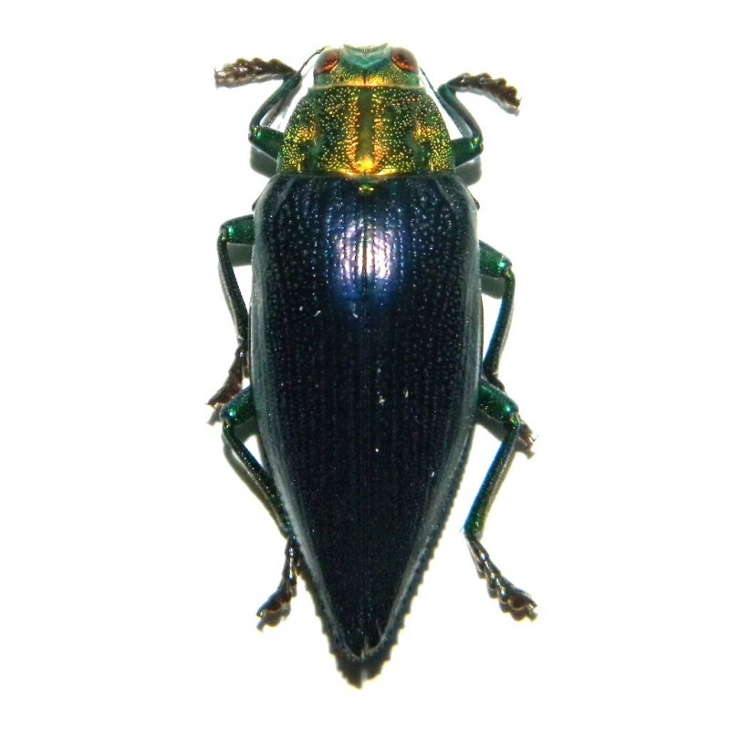 Gelaeus walkeri (20-35mm)