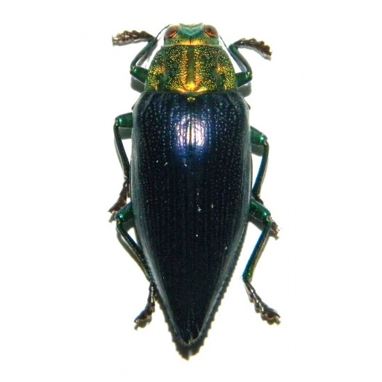 Gelaeus walkeri (20-35mm)