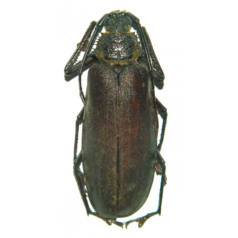 Rugosophysis frater (Wayangan)