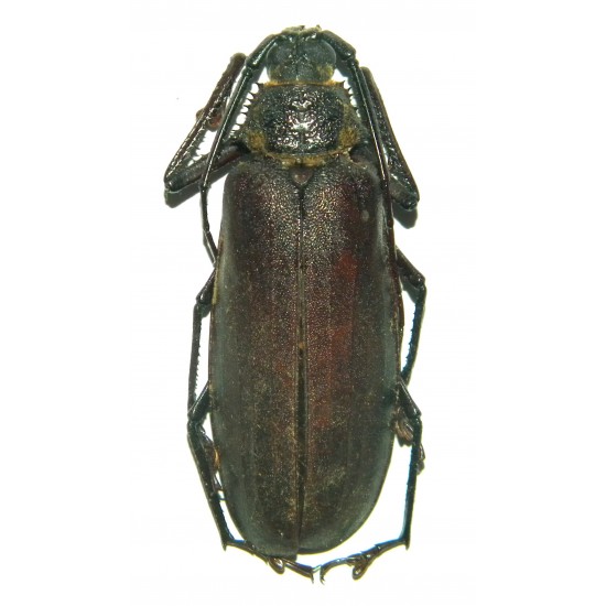 Rugosophysis frater (Wayangan)