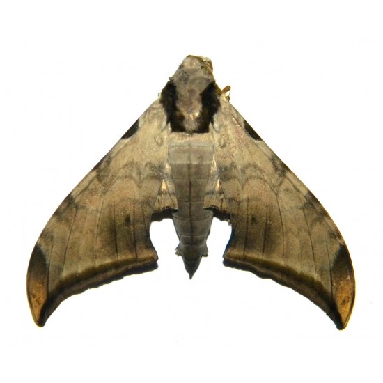 Ambulyx jordani