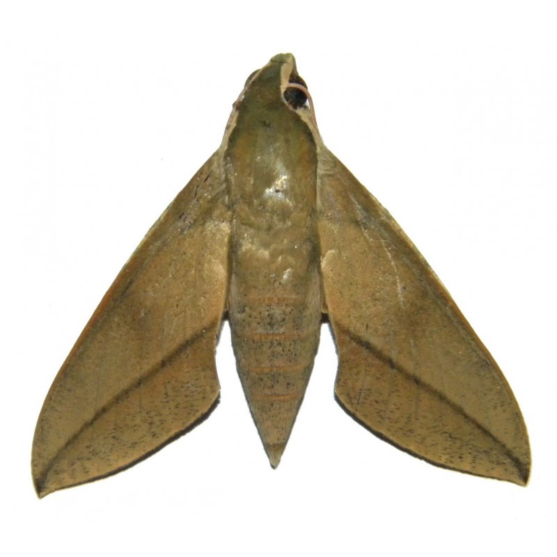 Theretra celata