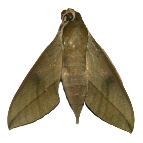 Theretra celata