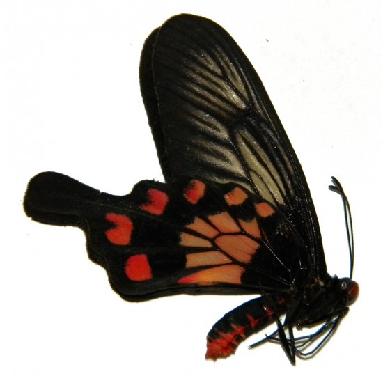 Pachliopta polyphontes bugius ABERRATION