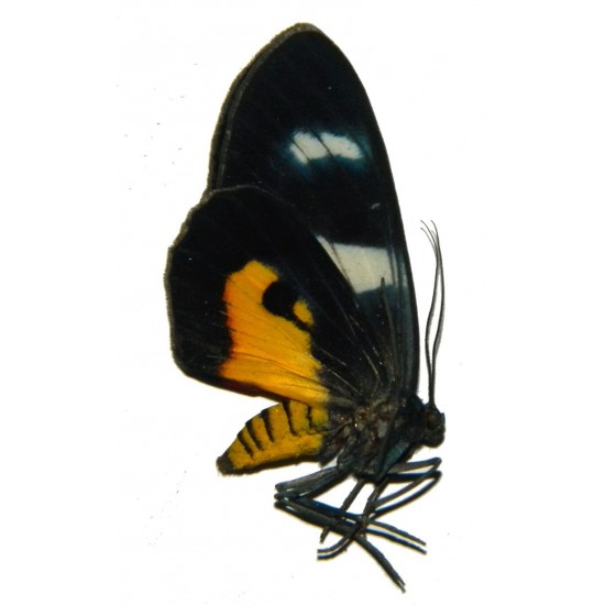 Callhistia dohertyi