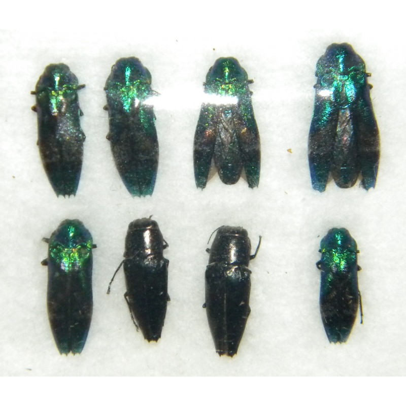 Buprestidae mix01 SET OF 8