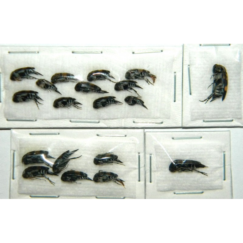 Mordelidae mix 01  Set of 19