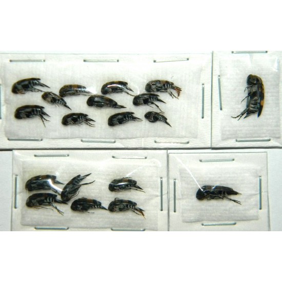 Mordelidae mix 01  Set of 19